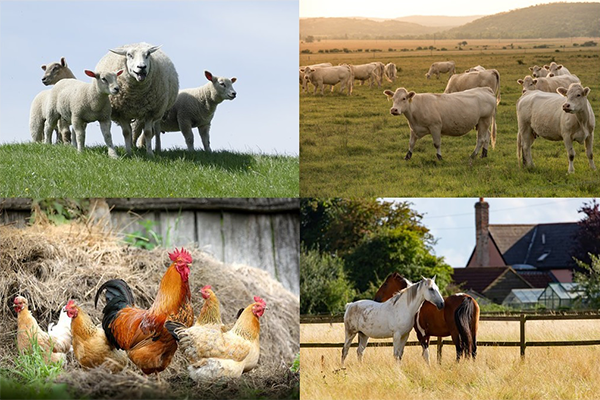 agriculture
